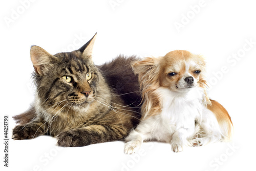 Fototapeta Naklejka Na Ścianę i Meble -  maine coon cat and chihuahua