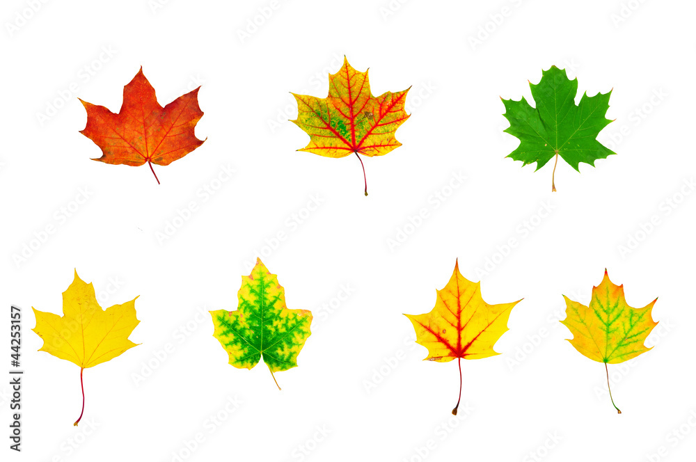 Fototapeta premium group of multicolored maple leaves