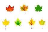 group of multicolored maple leaves