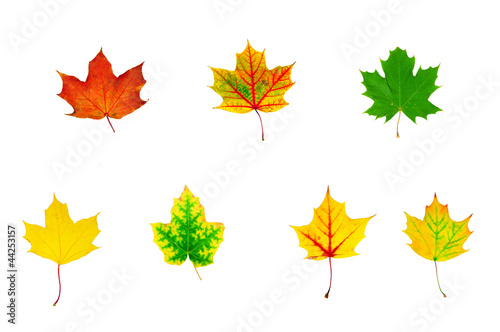 group of multicolored maple leaves