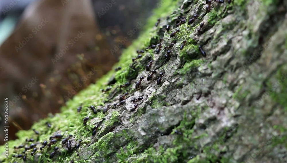 team of ants breaking down weathered tree, teamwork concept team of ants breaking down weathered tree, teamwork concept