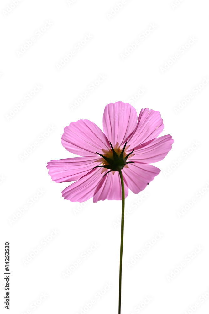 flower flower
