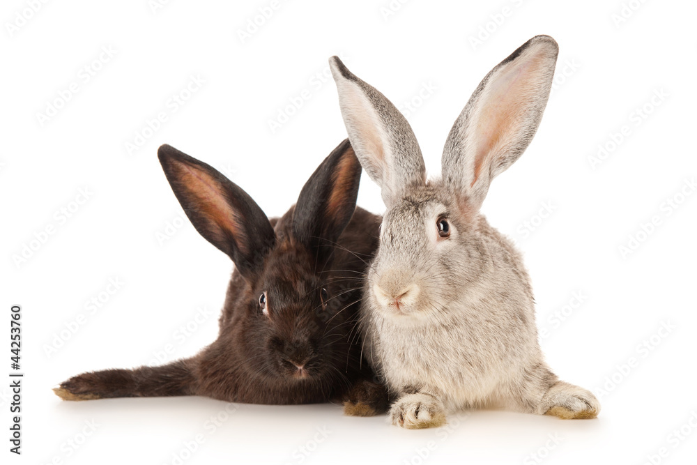 Black and gray rabbit, isolated on white