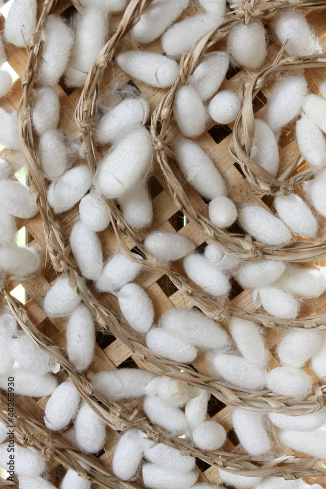 group of silk worm cocoons nests group of silk worm cocoons nests