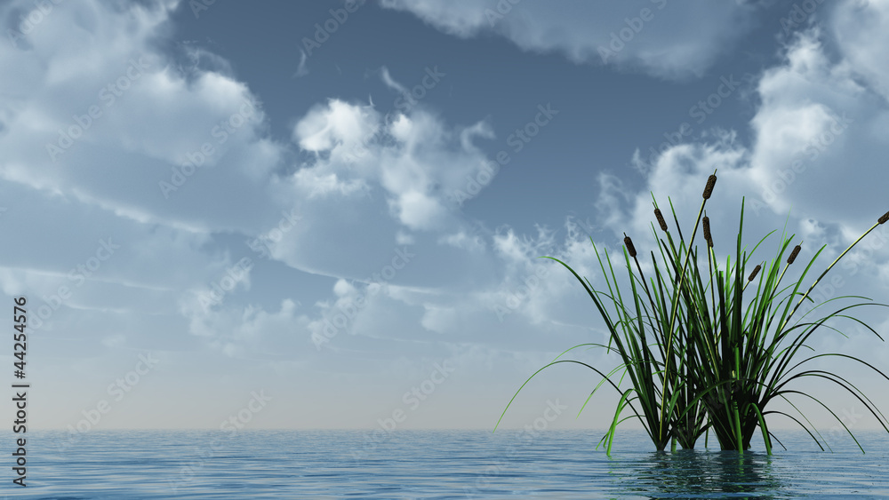 Obraz premium reed on water