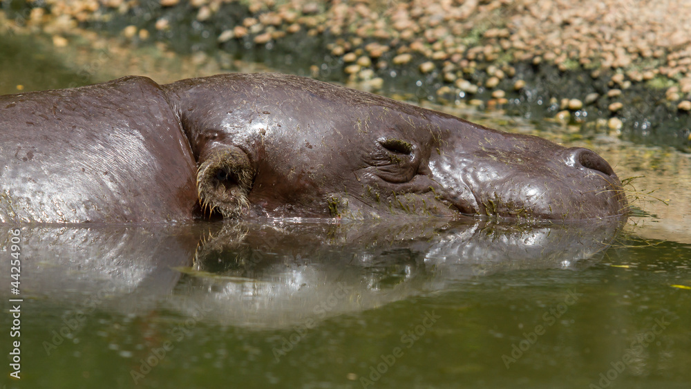 Fototapeta premium Pygmy hippo swimming in a pool in Saigon