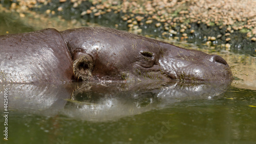 Pygmy hippo swimming in a pool in Saigon