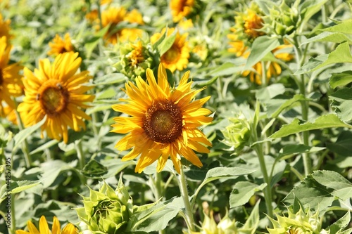 sunflower on sunny day