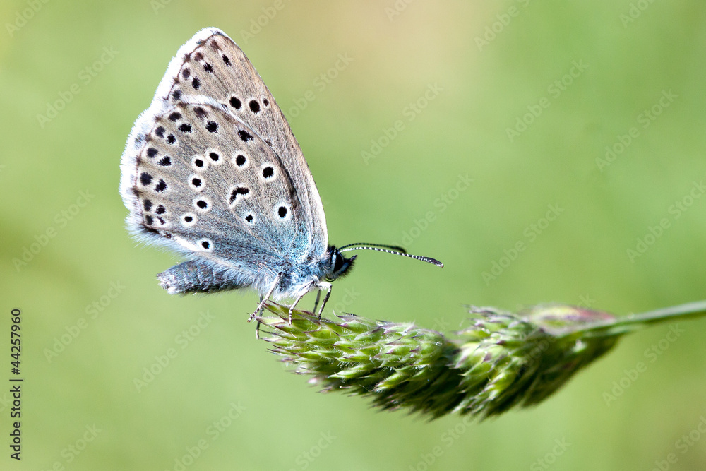 Fototapeta premium Large Blue Butterfly