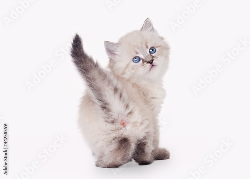 small siberian kitten on white background