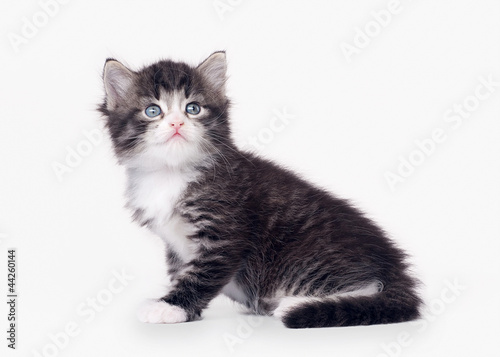 small siberian kitten on white background