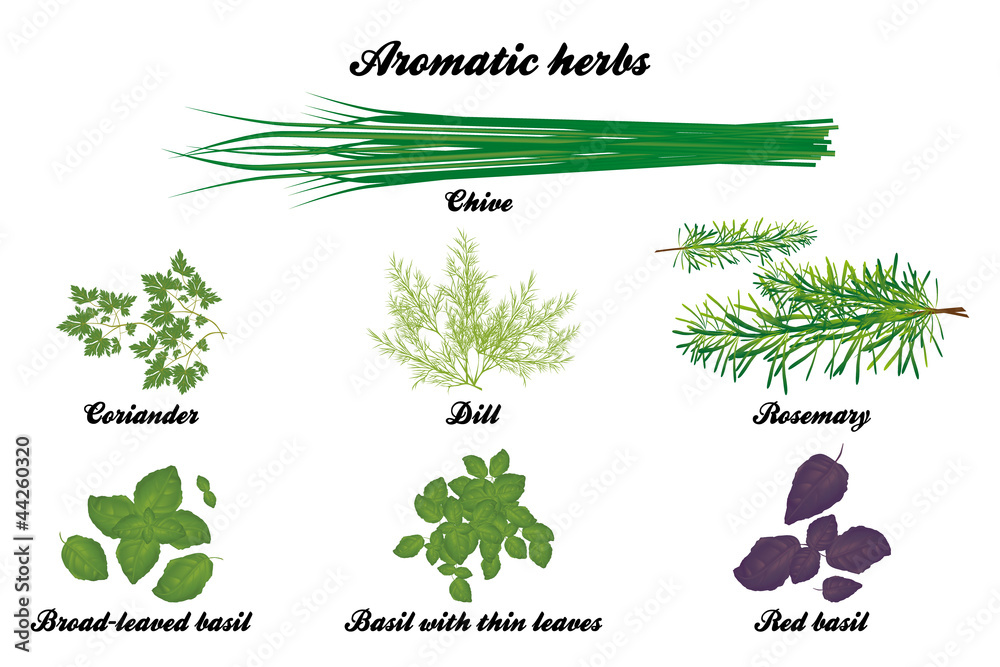 Aromatic herbs poster - obrazy, fototapety, plakaty 