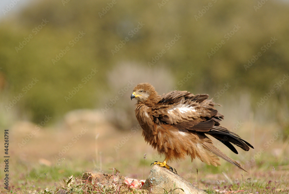 Naklejka premium El plumaje del ratonero negro