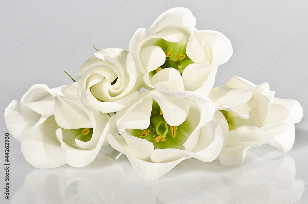 White flowers on white surface White flowers on white surface