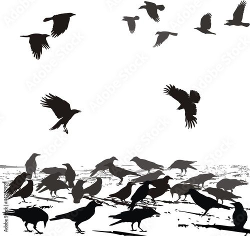 Crows in the field