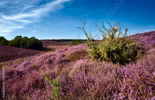 Dutch dunes covered with  perennial shrub - Calluna vulgaris