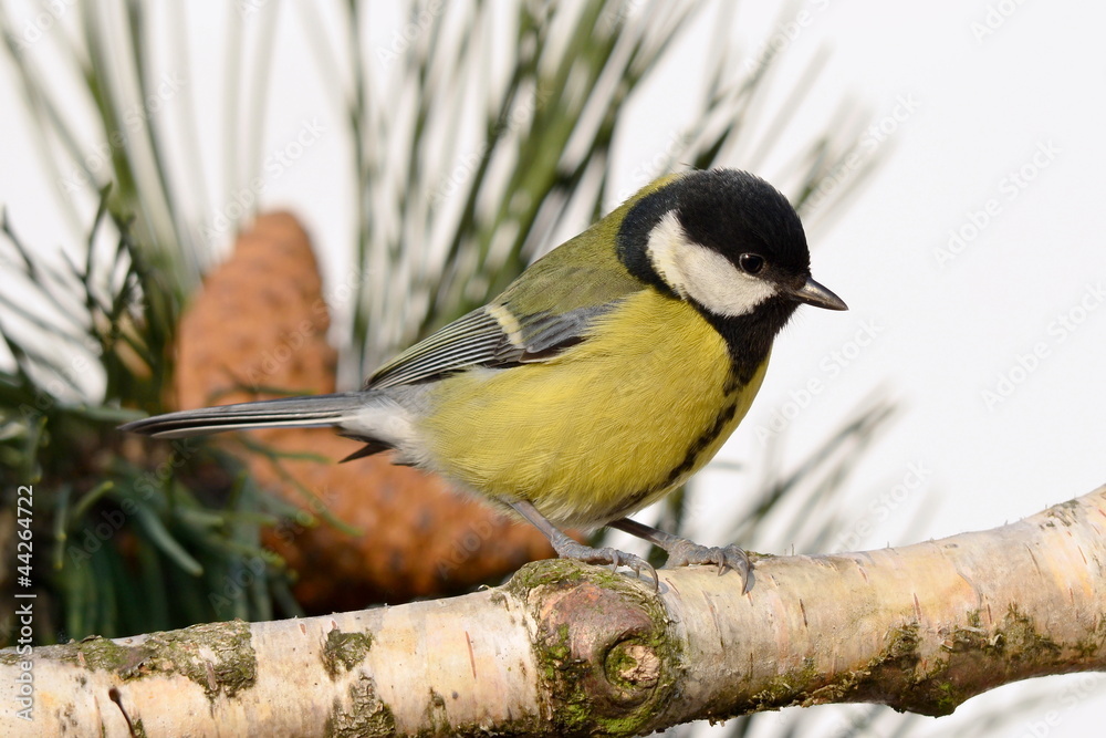 Naklejka premium winter will come soon