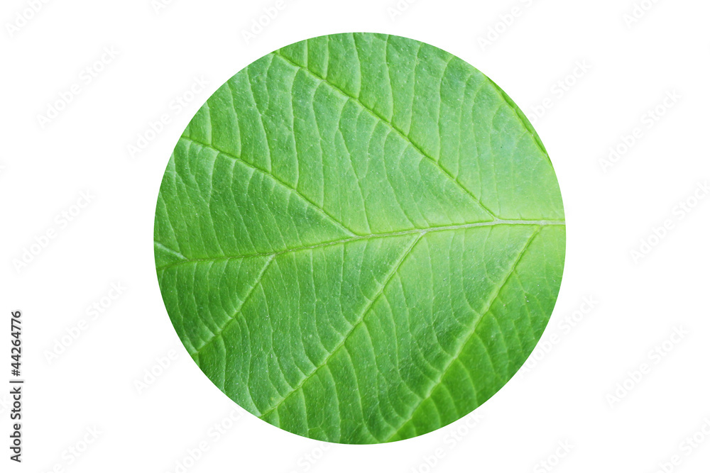 Fototapeta premium gruenes Laub, runder Ausschnitt