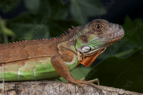 Red iguana   Iguana iguana