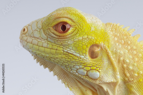 Albino iguana