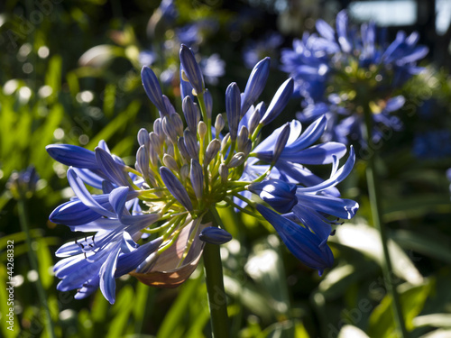 agapanthus
