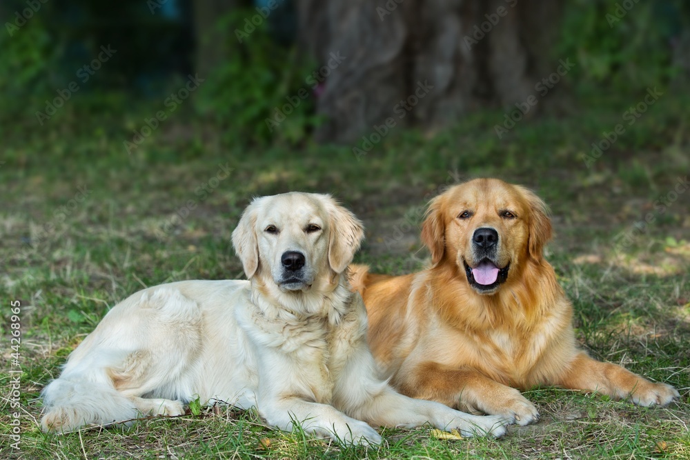 Portrait of two young beauty dogs