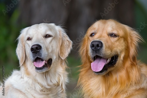 Fototapeta Naklejka Na Ścianę i Meble -  Portrait of two young beauty dogs
