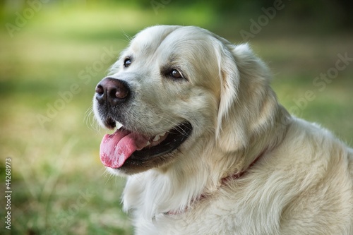 Portrait young beauty dog