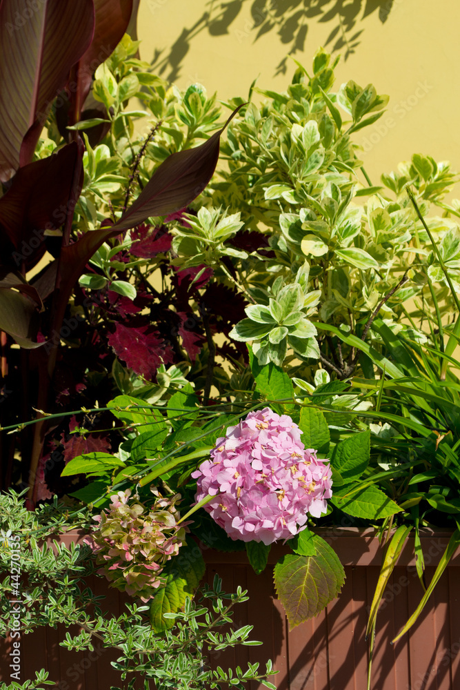 the flowerbed with pink hydrangea