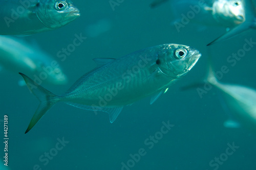 Blue runner fish swimming in a school