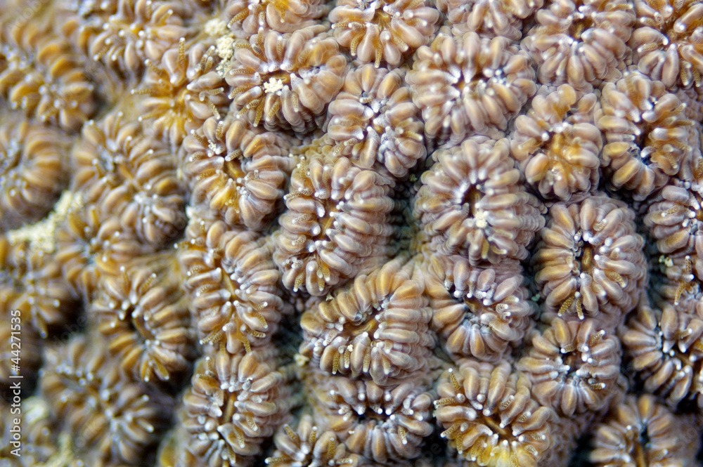 Polyps of a hard coral Polyps of a hard coral