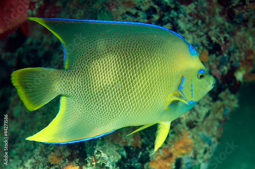 Blue Angelfish on an artificial reef.