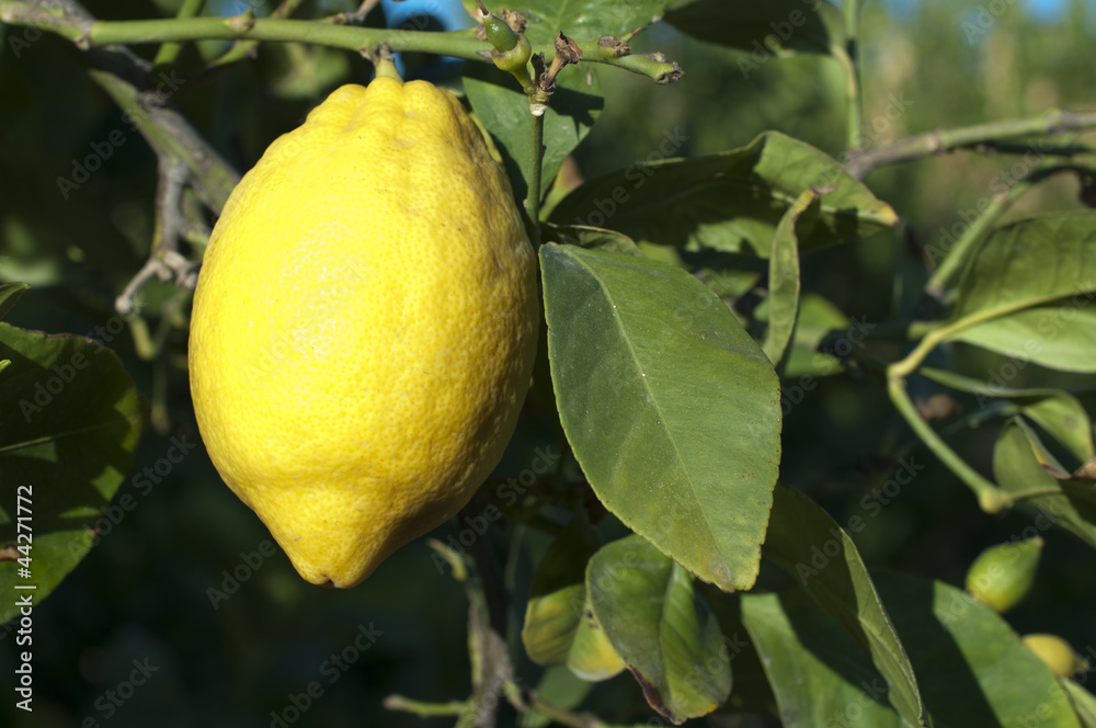 Lemon fruit on branch