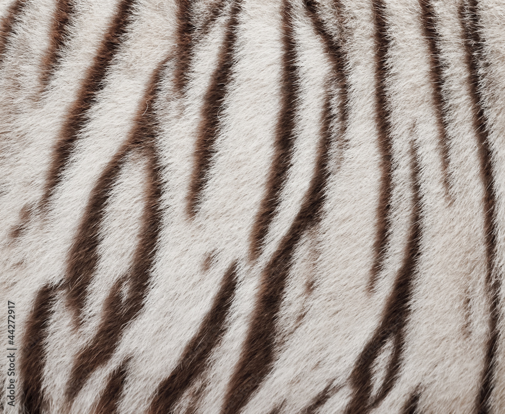 Naklejka premium white bengal tiger fur