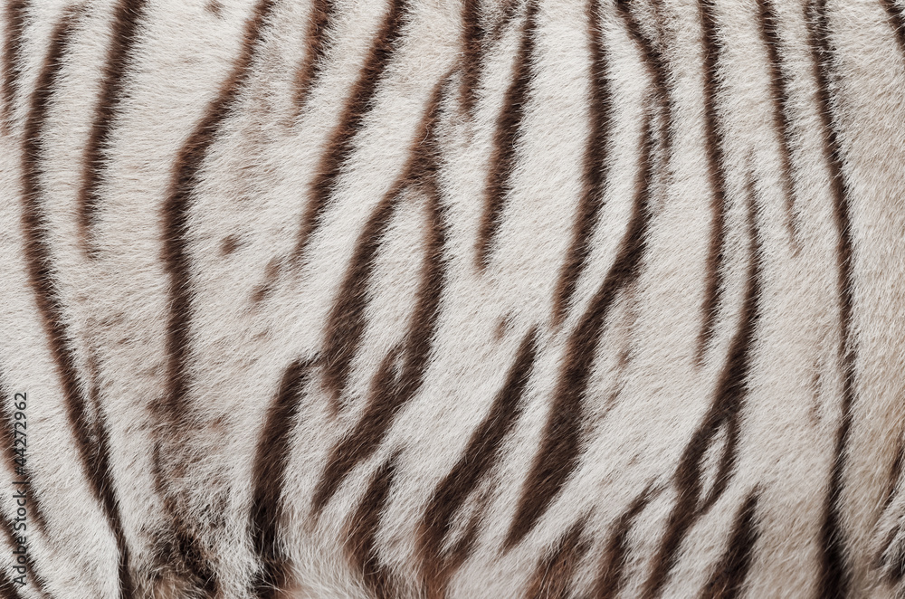 Fototapeta premium white bengal tiger fur
