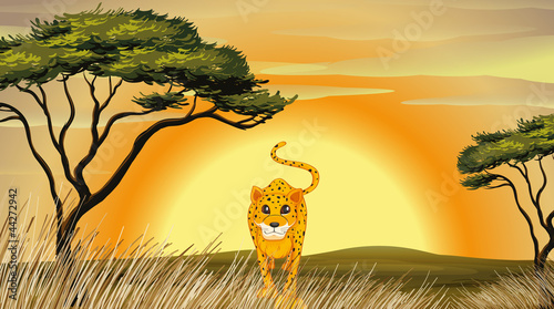 leopard