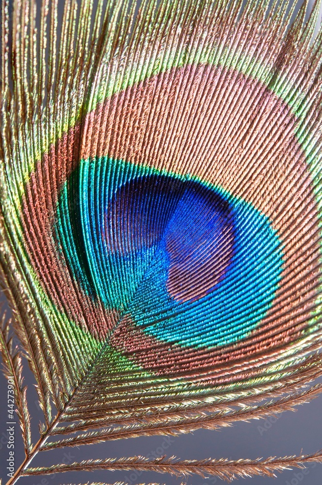 Naklejka premium Close up of a peacock feather