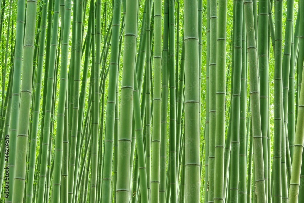 Obraz premium Zielony las bambusowy