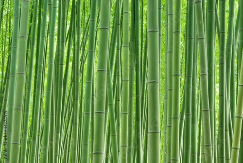 Fototapeta Naklejka Na Ścianę i Meble -  緑の竹林