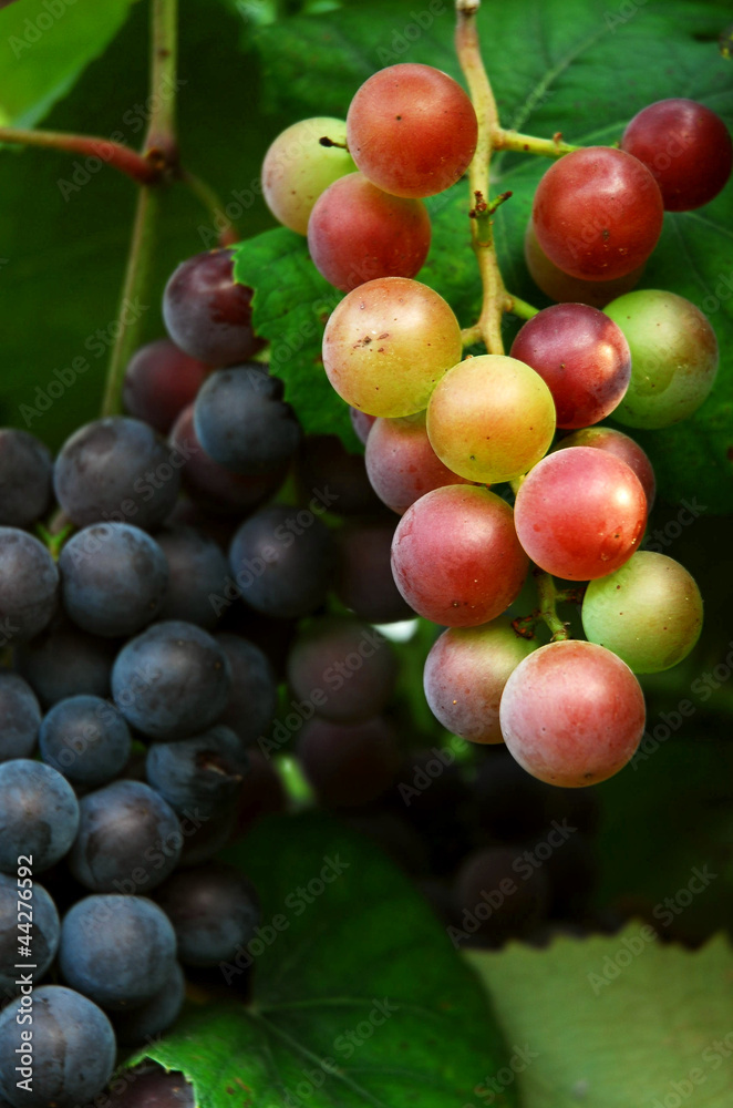 Weintrauben am Stock