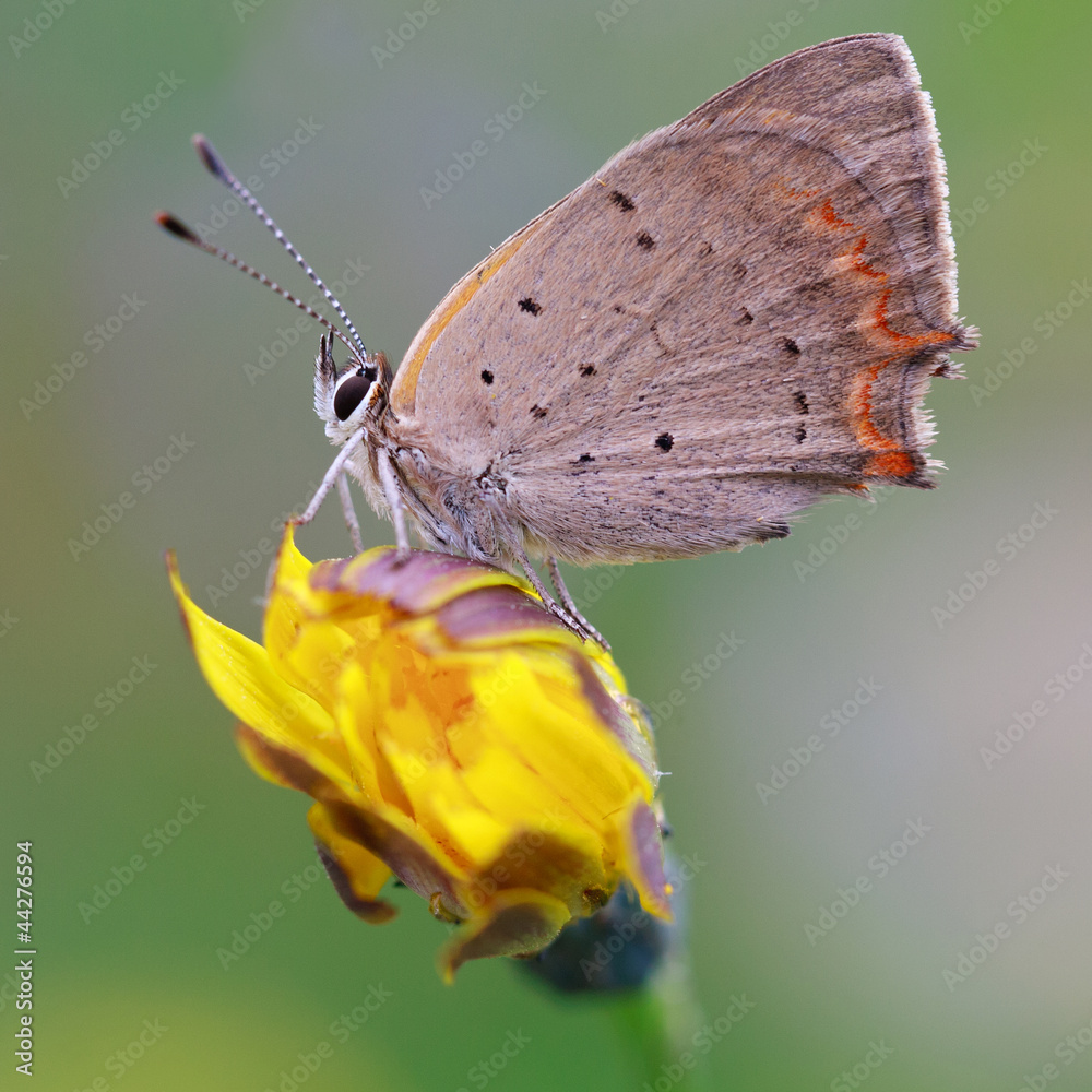 Fototapeta premium Kleiner Feuerfalter