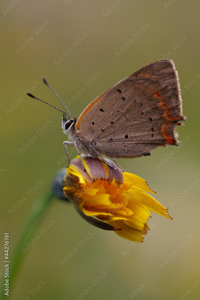 Fototapeta premium Kleiner Feuerfalter