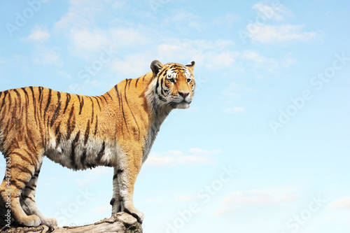 Royal Bengal tiger