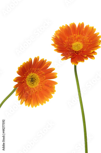 two gerbera