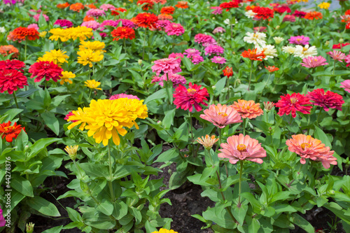 Beautiful spring flowers