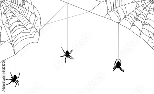 three spiders in black web on white