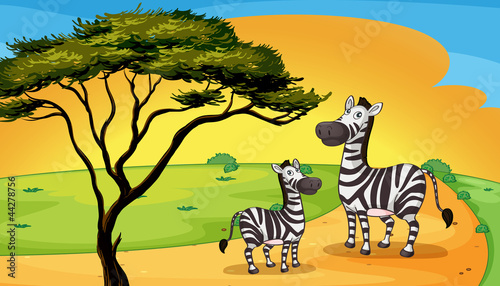 two zebra under tree
