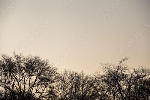 black and white image of trees