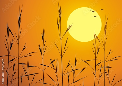 Grass