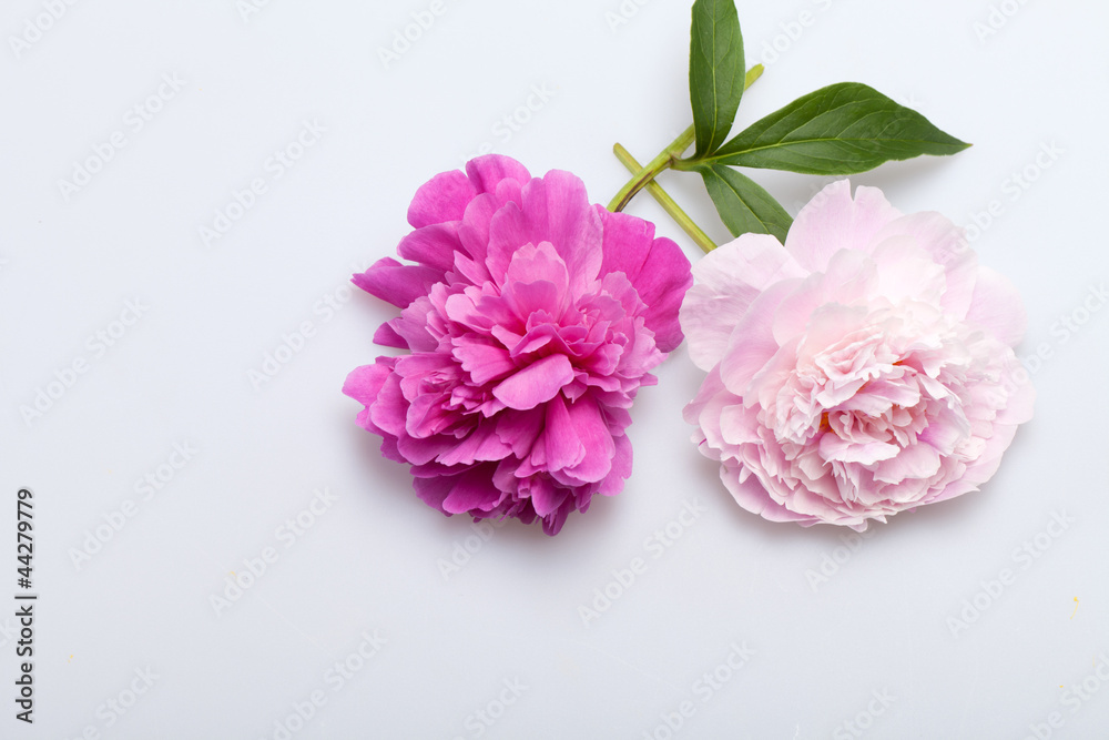 Obraz premium peony flower